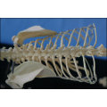 Cat Skeleton Model for Teaching and Medical Purpose Animal Anatomical Model